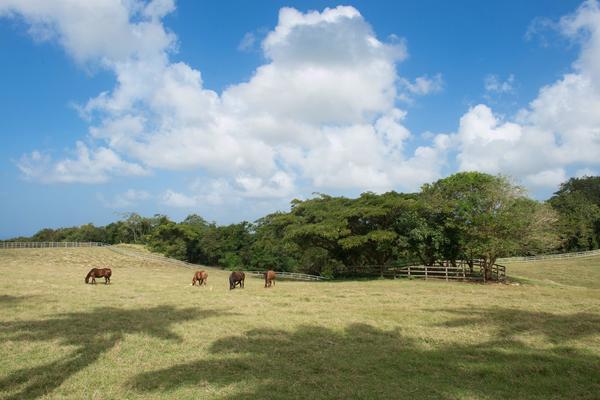 Sion Hill Plantation, Sion Hill,