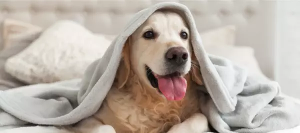 Changes To Make To Your Home When You Have a Pet!,Brad Kothlow PREC*