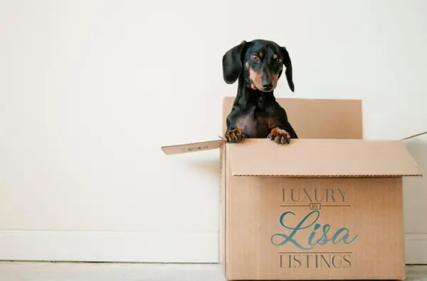 How to Move Across State Lines With a Pet,Lisa Barr