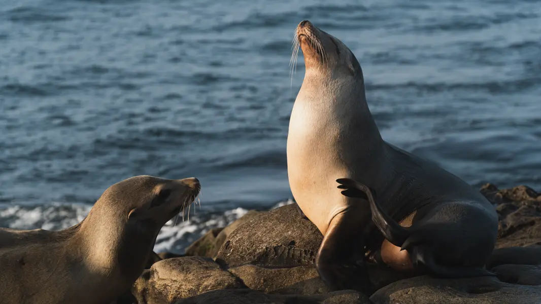 La Jolla
