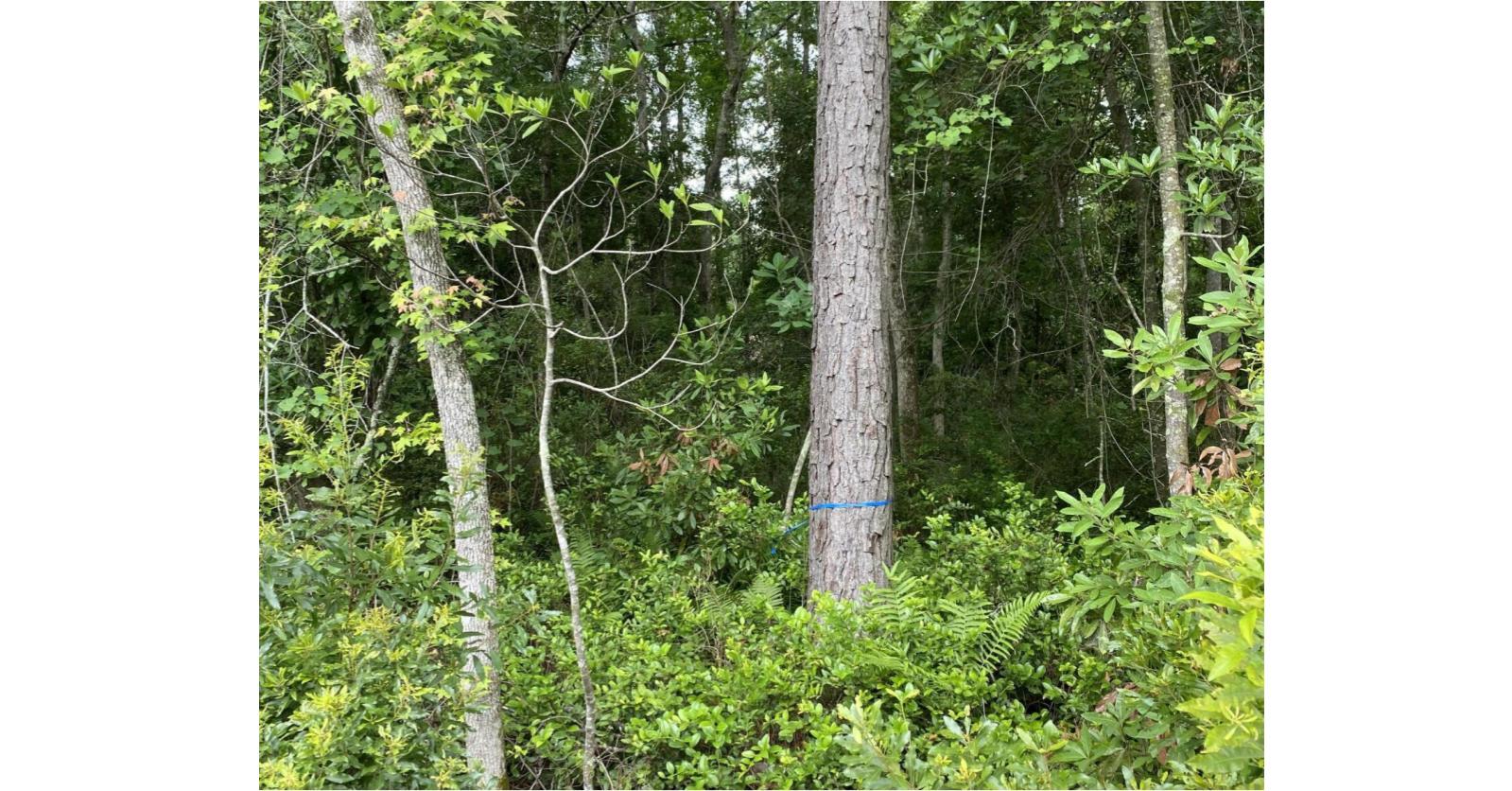 Johns Island SC Land for Sale $1,330,000,Owen Antley