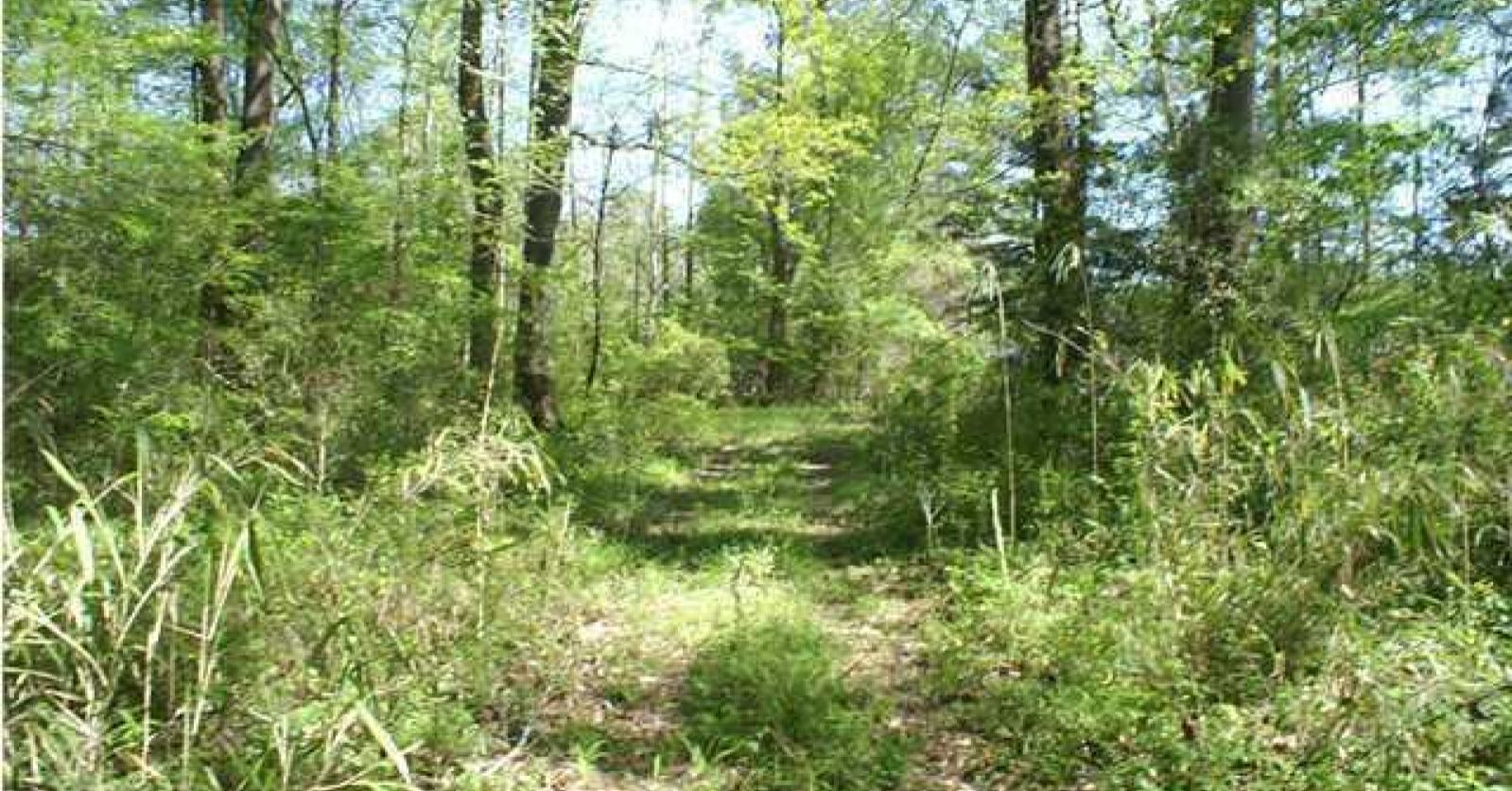 Summerville SC Land for Sale
