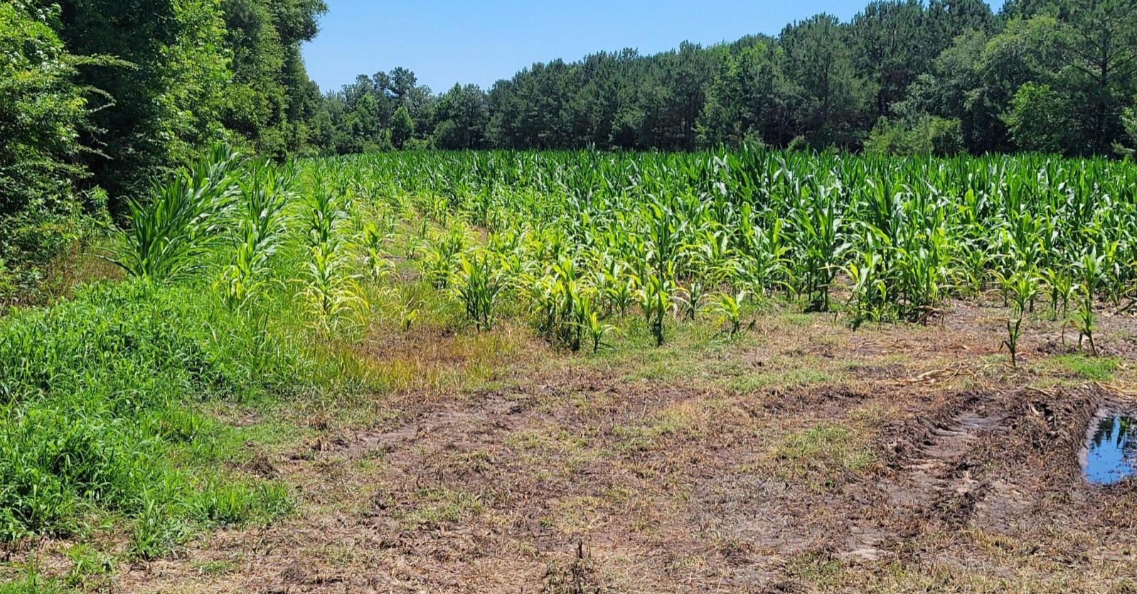 Cross SC Land for Sale $78,000,Owen Antley