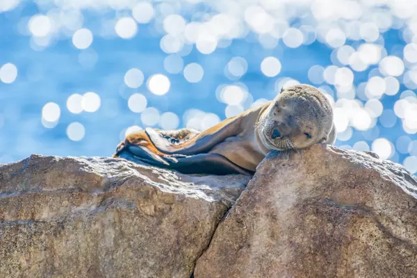 9 New Luxury Hotels To Open In Los Cabos,REmexico Real Estate