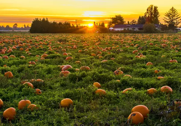 The Best Pumpkin Patches in the Portland Metro Area: 2022 Edition!,Jennifer Schurter