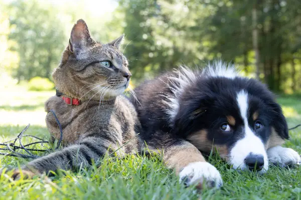 Moving to a New State With Pets in Tow: Essential Advice,Lisa Barr