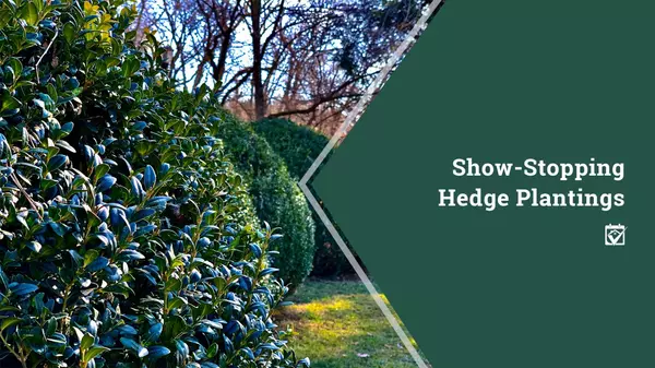 Show-Stopping Hedge Plantings,Shawanda Robinson