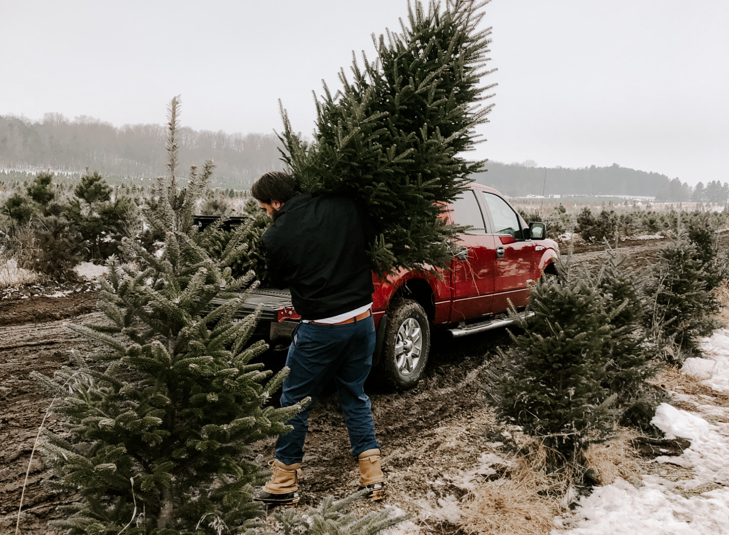 A little red truck haulin a Christmas tree