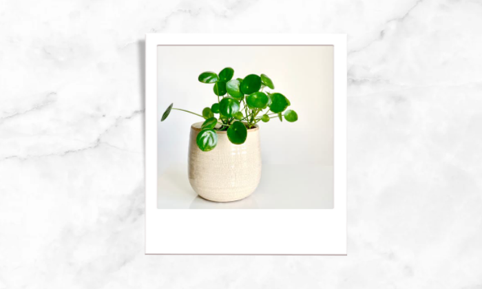 Photo of a small plant in a vase