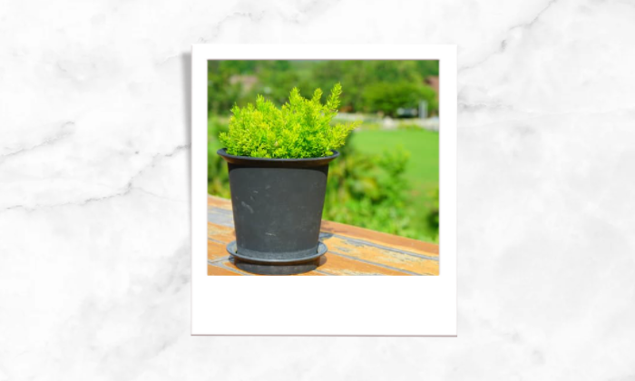 Photo of a plant in a plastic pot