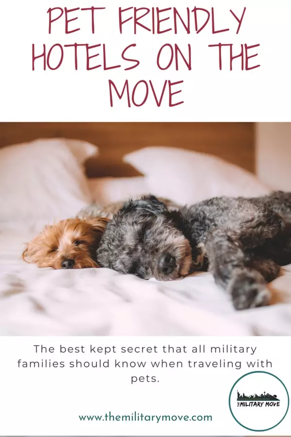 Pet Friendly Hotels on the Move,Kelsey Ramirez