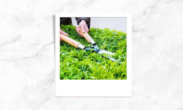 Photo of a person trimming the grass