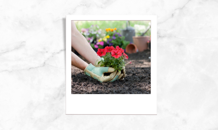 Photo of a person planting flowers