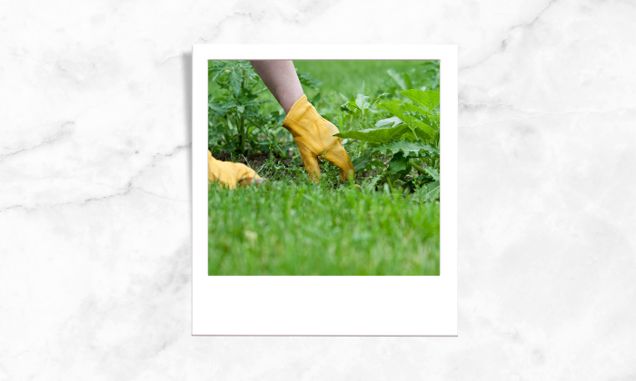 Photo of a person weeding the garden