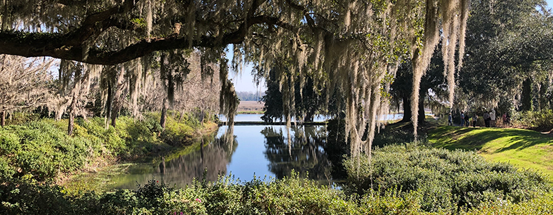 Live oaks and spanish moss in the lowcountry