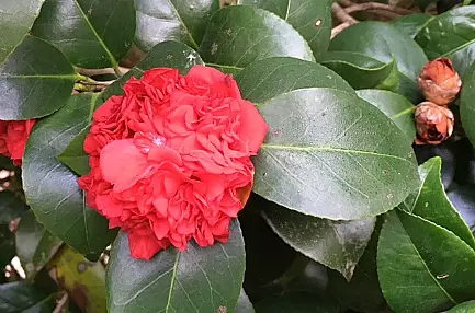 Camellias - The First Sign of the End of Winter,Susan Gardner