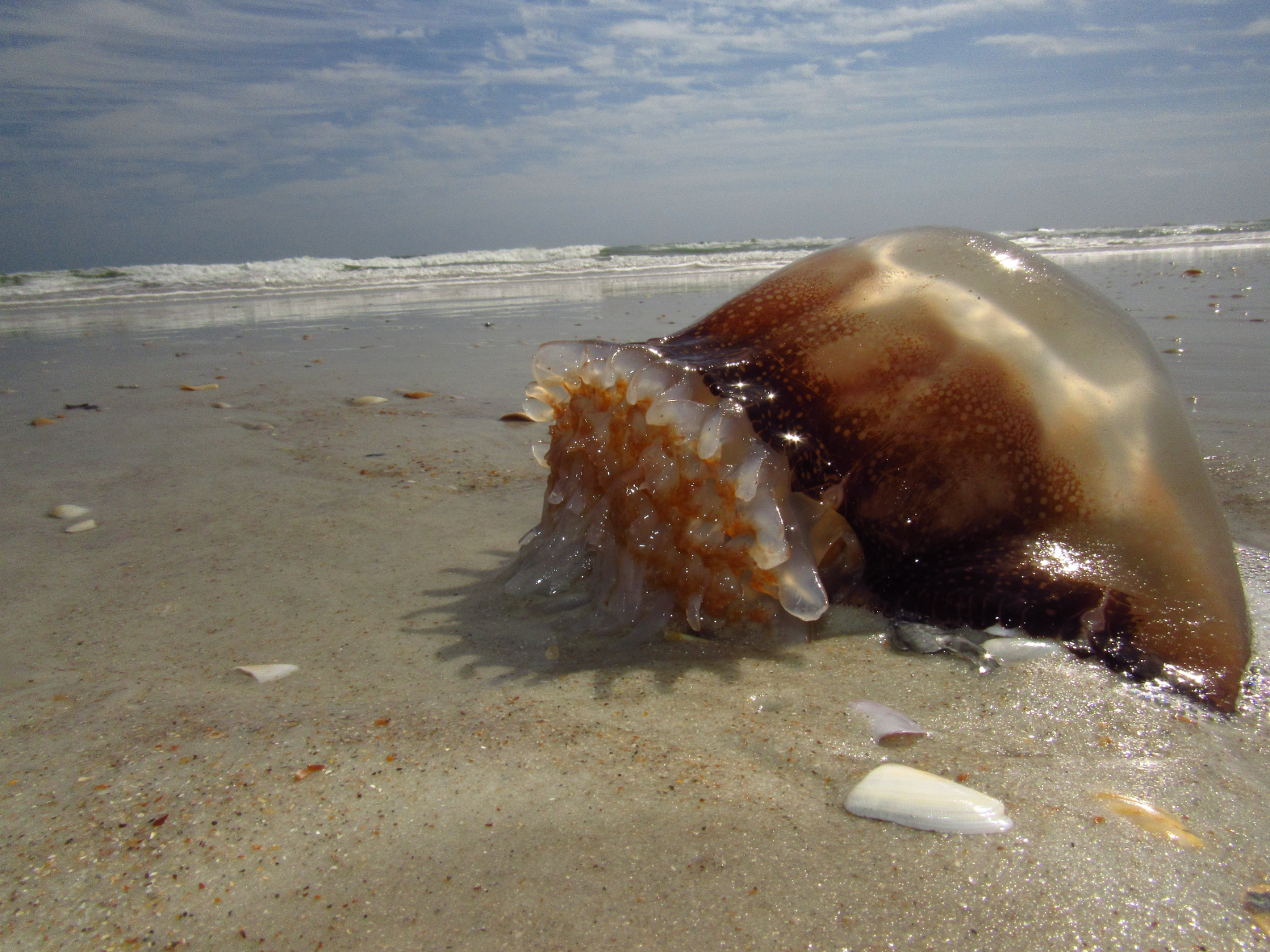 Cannonball Jellyfish