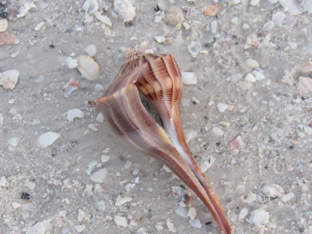Whelk