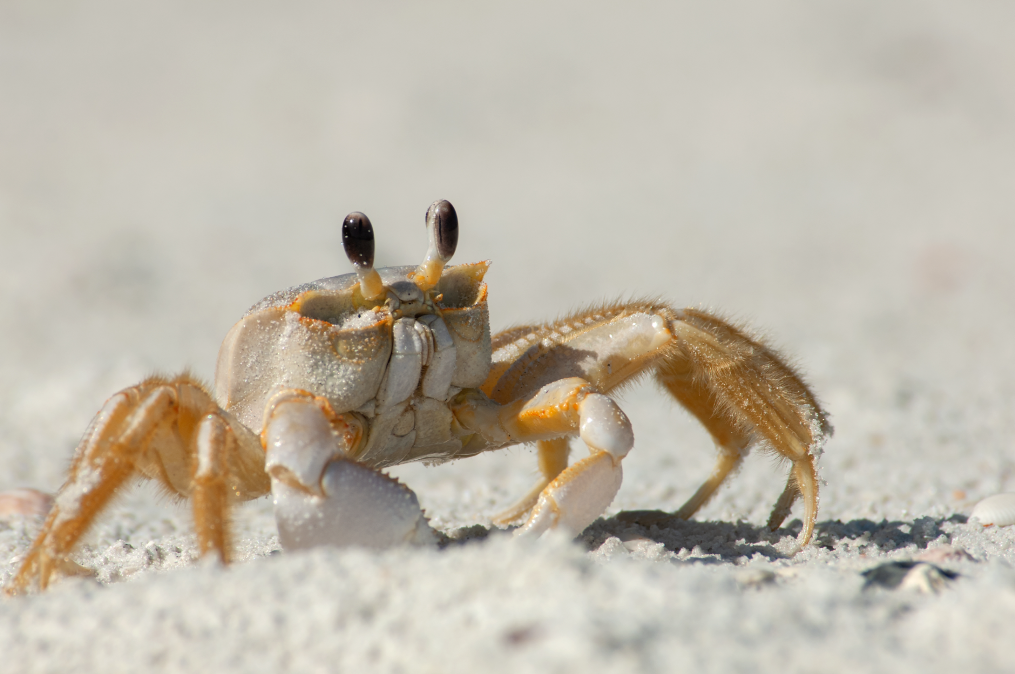Ghost Crab