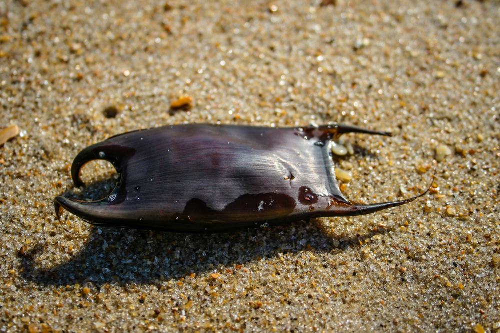 Skate Egg Casing