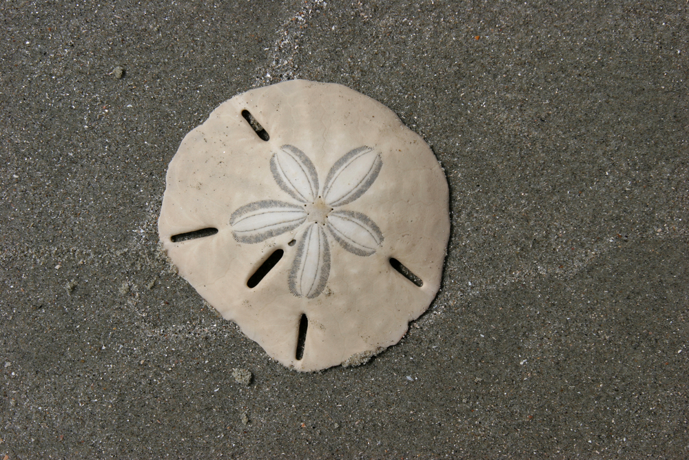 Sand Dollar