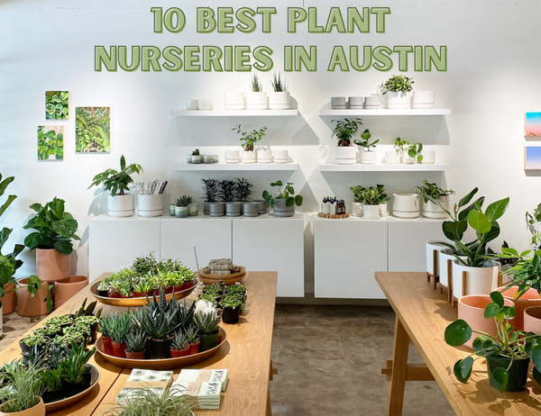 10 Best Plant Nurseries in Austin,Pure Realty