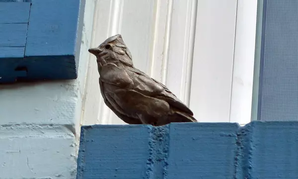 Fun fact about Summerville - Bird Sculptures!,Susan Gardner