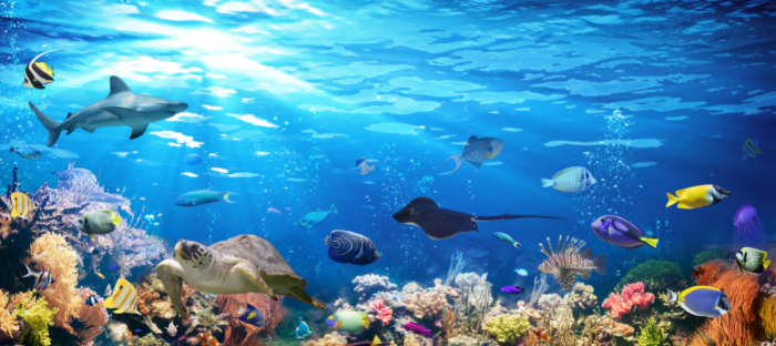 Tips For Visiting The Aquarium With Kids