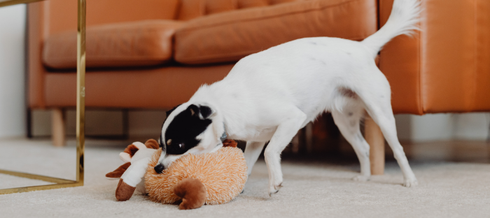 Pack up your pet's stuff with them nearby