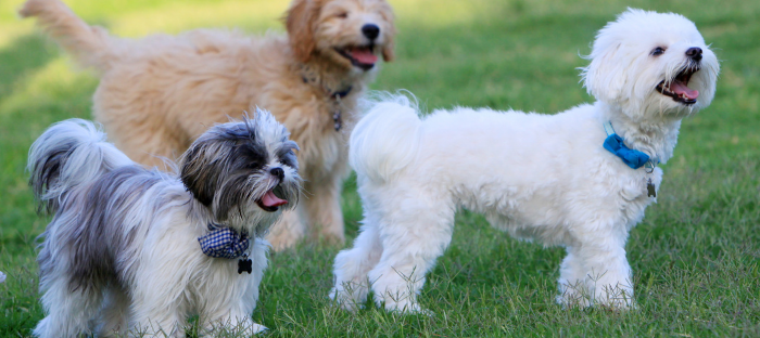 Make friends with neighbours who have pets that are similar to yours