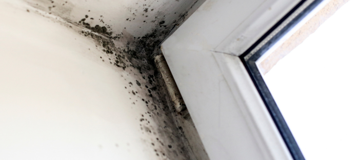 What issues do mold overgrowth cause?