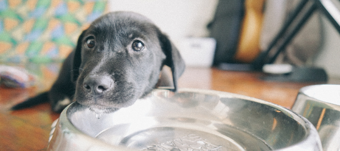 If you have a dog, make sure they always have water available.