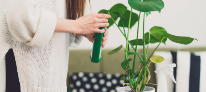 Fertilize your plants every few weeks to keep them healthy.