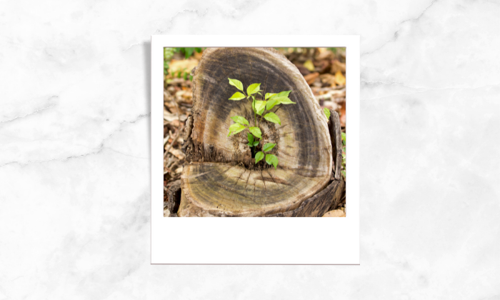 Photo of a growing plant from a bark of tree