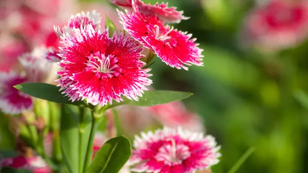  6 Ideal Summer Garden Plants for Your Home,Todd Kingsley