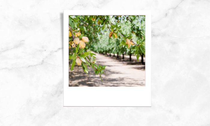 Photo of a group of healthy fruit-bearing plants 