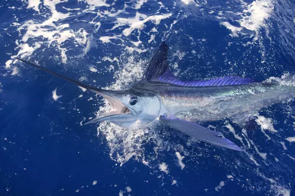 BISBEE TOURNAMENTS THRILL ANGLERS WHILE DELIGHTING SPECTATORS,Alex Hugessen