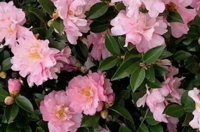Camellias Walks at Middleton Plantation,Susan Gardner