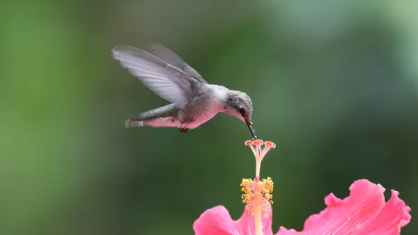 How to Attract Hummingbirds to Your Yard,Todd Kingsley