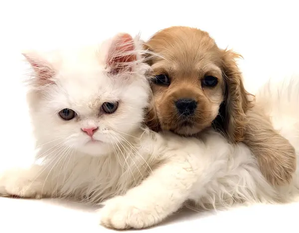 Selling your home: The pet quandary,Billee Silva, PA, ABR SRS
