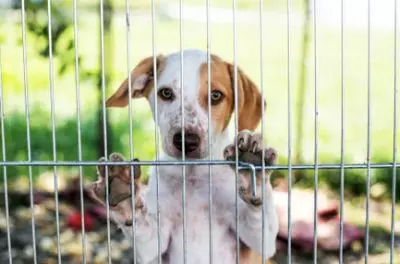 Dorchester Paws - The Place to Find your Perfect Pet,Patricia Sturbaum