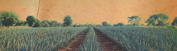 The History of Land Ownership in Mexico,REmexico Real Estate