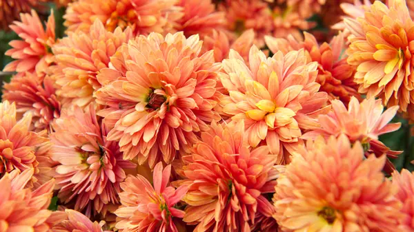 Our 5 Favorite Fall Plants for Your Garden