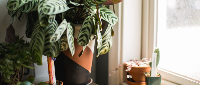 Our favorite house plants,CENTURY 21 Altitude Real Estate