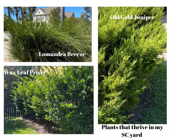Planting Season in South Carolina is Here!,Julie Fanelli