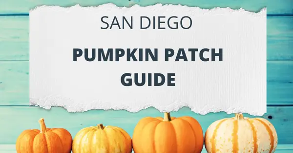 San Diego Pumpkin Patch Guide,Rachell Lara