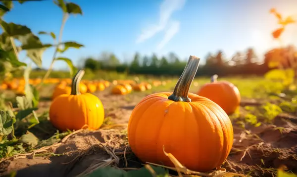 Top Pumpkin Festivals,WAHOUSES