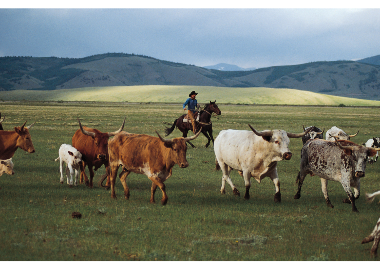 rancher on a cattle drive in south park, Colorado