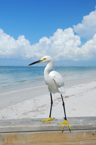 Seagull on the beach