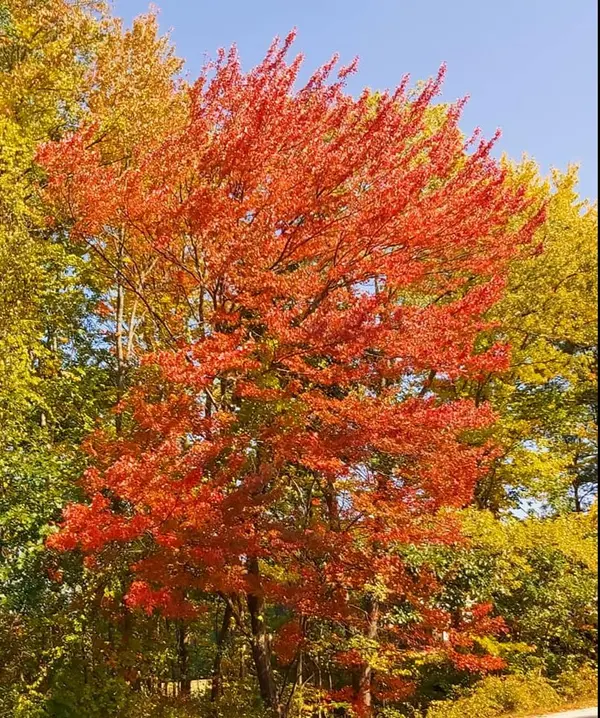 Fall Home Maintenance Tips,Tom Carroll